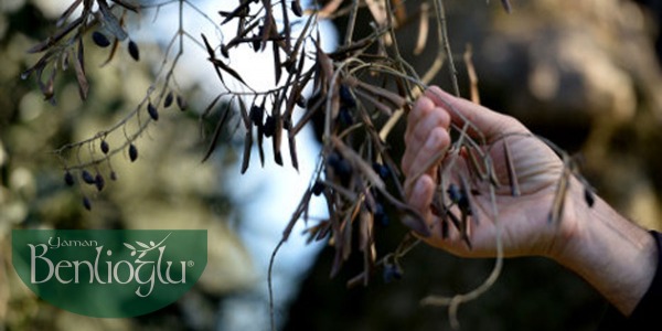 Xylella fastidiosa  (Bakteriyel Yaprak Yanıklığı)