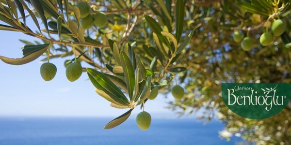 Eski Mısır'da Zeytin 