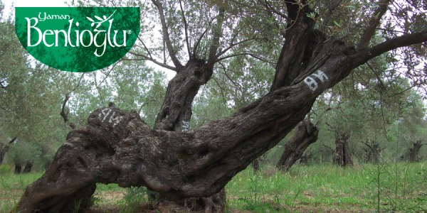 Ağaçların En Kutsalı; Zeytin Ağacının Hikayesi