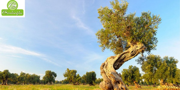 Dünya Zeytin Ağacı Günü kutlu olsun