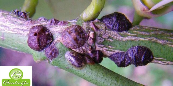 Zeytin Kara Koşnili (Saissetia Oleae)