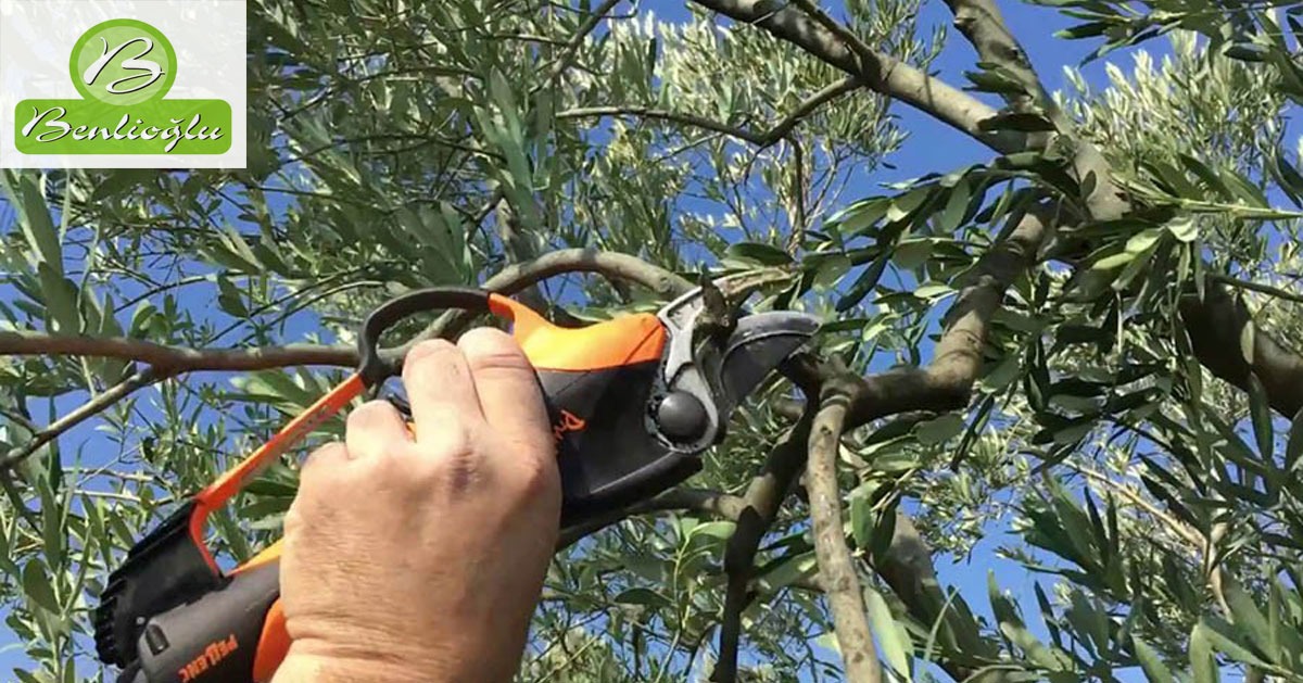 Zeytin Ağaçlarının Budanması