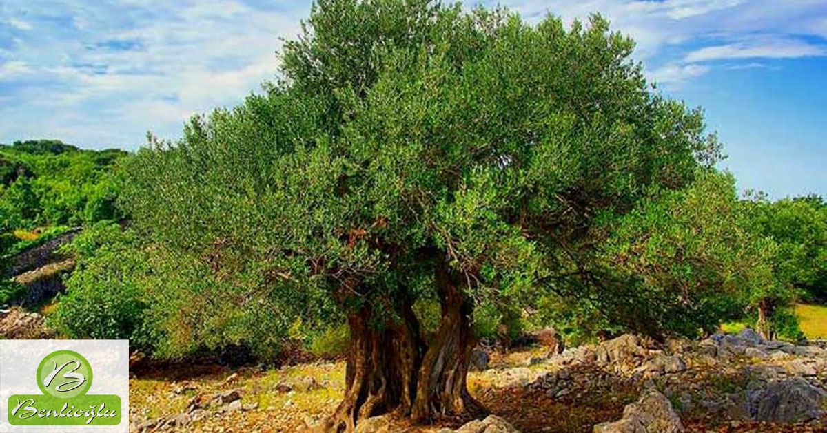 Zeytin ağacının gereksinim duyduğu toprak koşulları