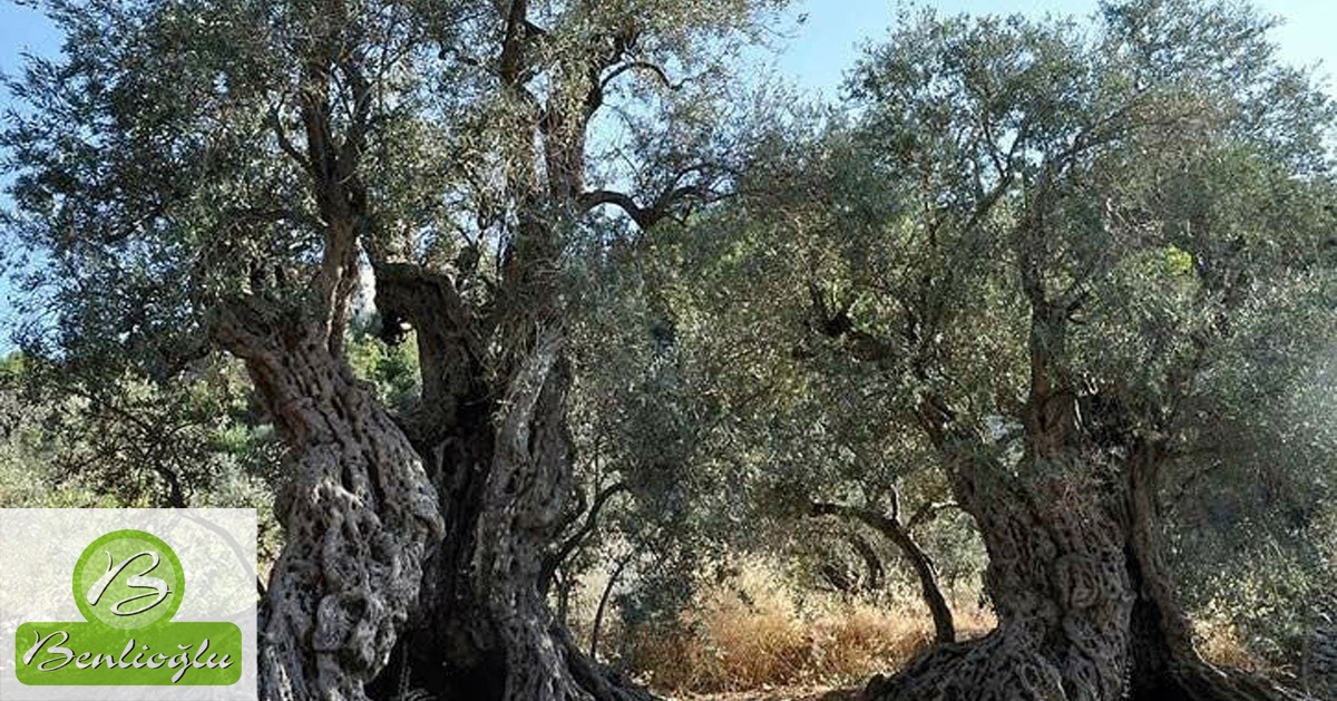 Zeytin Ağacı Tarihlendirme Yöntemlerinin Doğruluğunu Çalışma Soruları