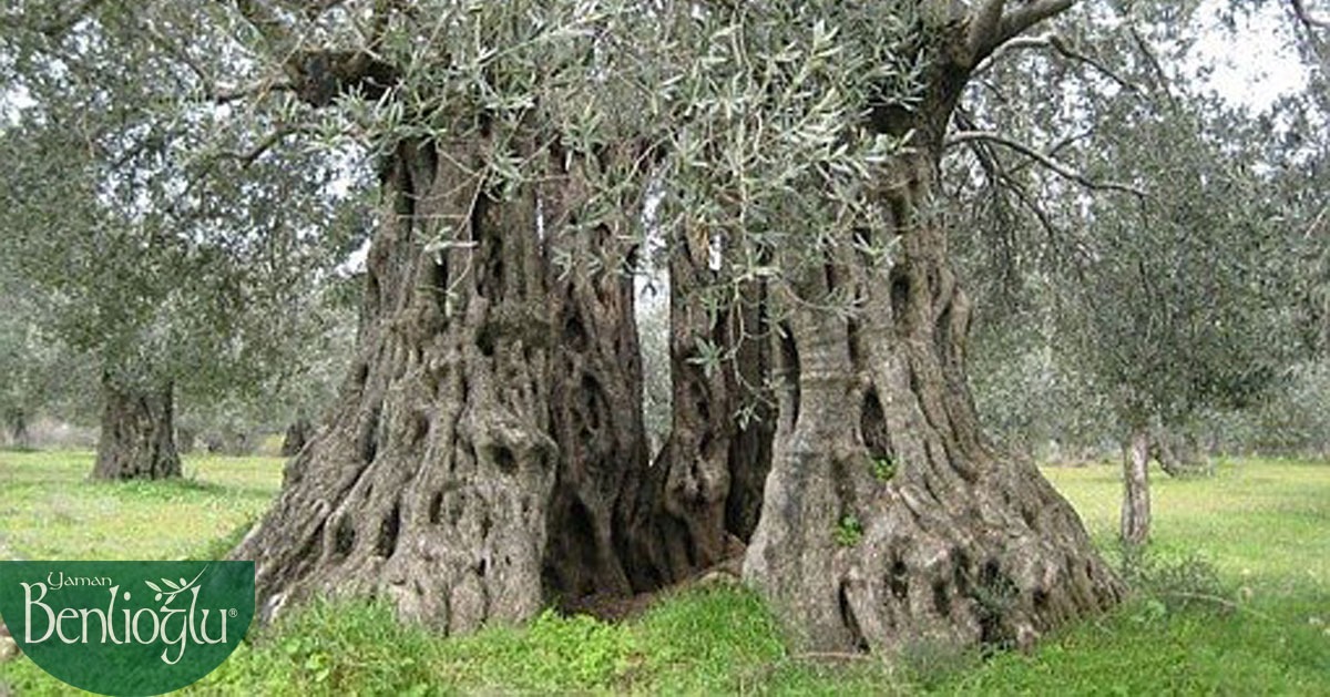 Zeytin Ağacının Tarihçesi