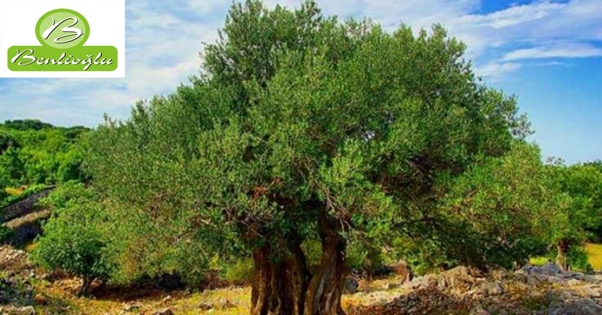 Zeytin Ağacını Yakından Tanıyalım